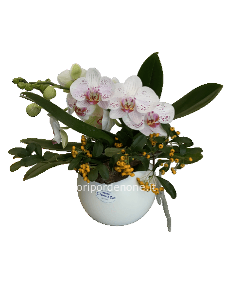 Phalaenopsis “ botticelli “