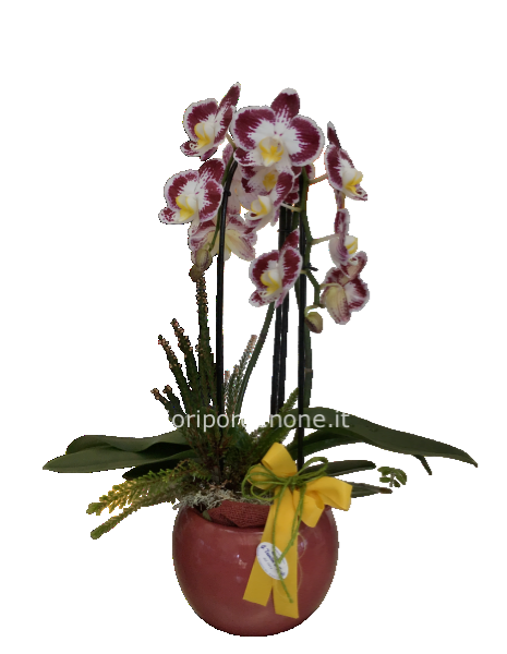 Phalaenopsis bordeaux