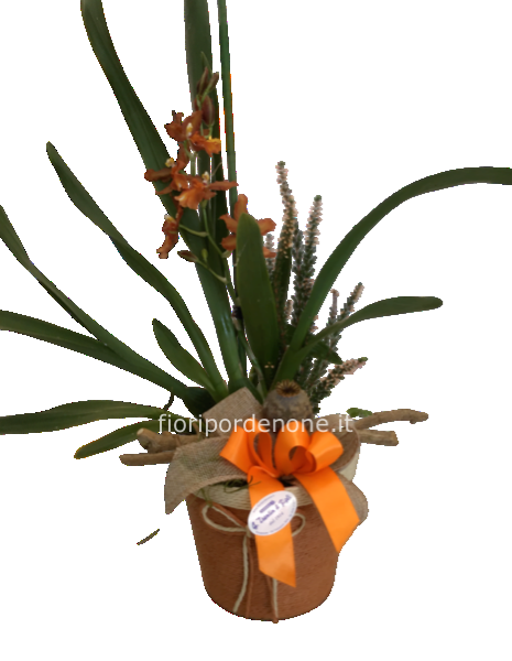 Orchidea cambria