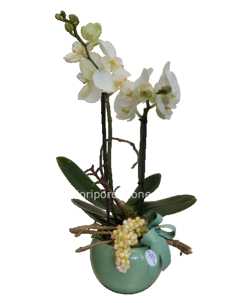 Phalaenopsis bianco