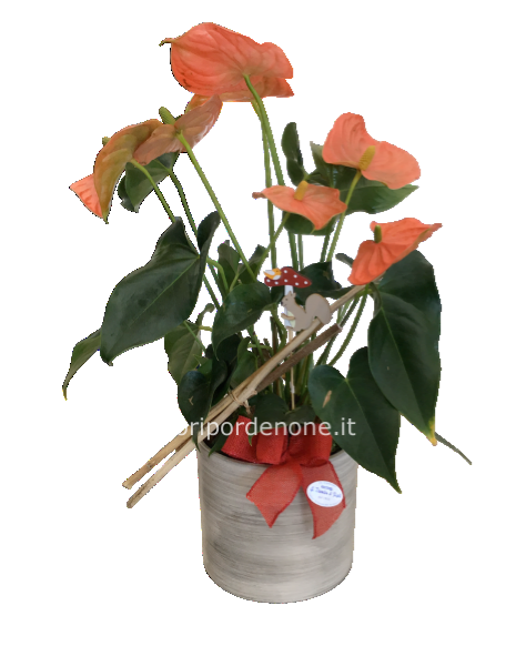 Anthurium  arancio