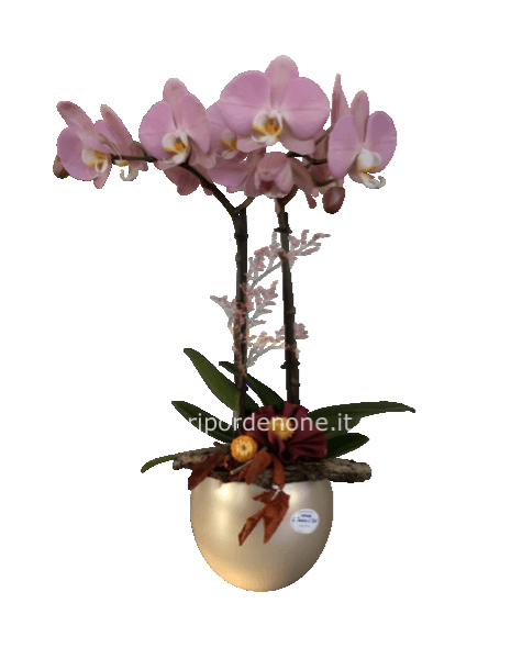 Orchidea   Autunnale 