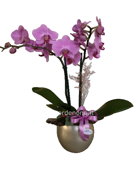 Orchidea “ vendemmia “