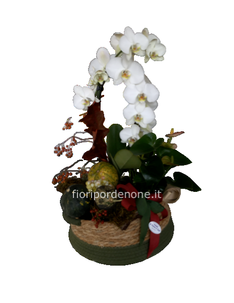 Ciotola in vimini con orchidea