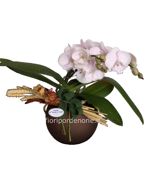 Phalaenopsis “ Botticelli “