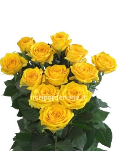 Rose gialle a steli, prima scelta, lunghezza 50 cm